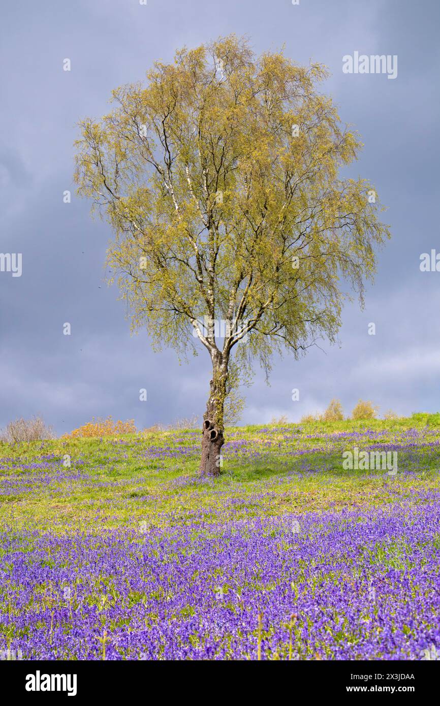 Printemps, Bluebells et bouleau argenté dans la campagne britannique, Grande-Bretagne, Royaume-Uni Banque D'Images