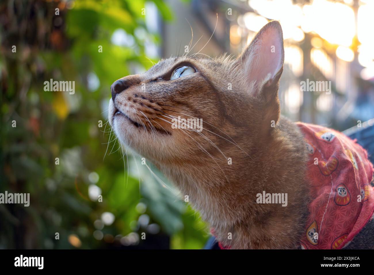 Un chat observe immobile un oiseau sur un arbre dans un jardin du soir Banque D'Images