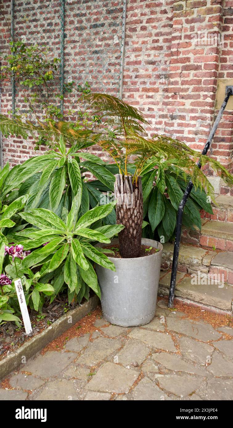 Nouvelle-Zélande ( Dicksonia squarrosa ) fougère dans un pot gris contre un mur de briques Banque D'Images
