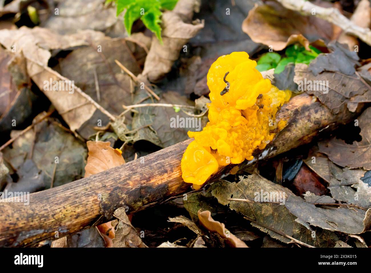 Champignon jaune du cerveau ou beurre de sorcière (tremella mesenterica), gros plan montrant le champignon poussant sur une petite branche parmi la litière de feuilles. Banque D'Images