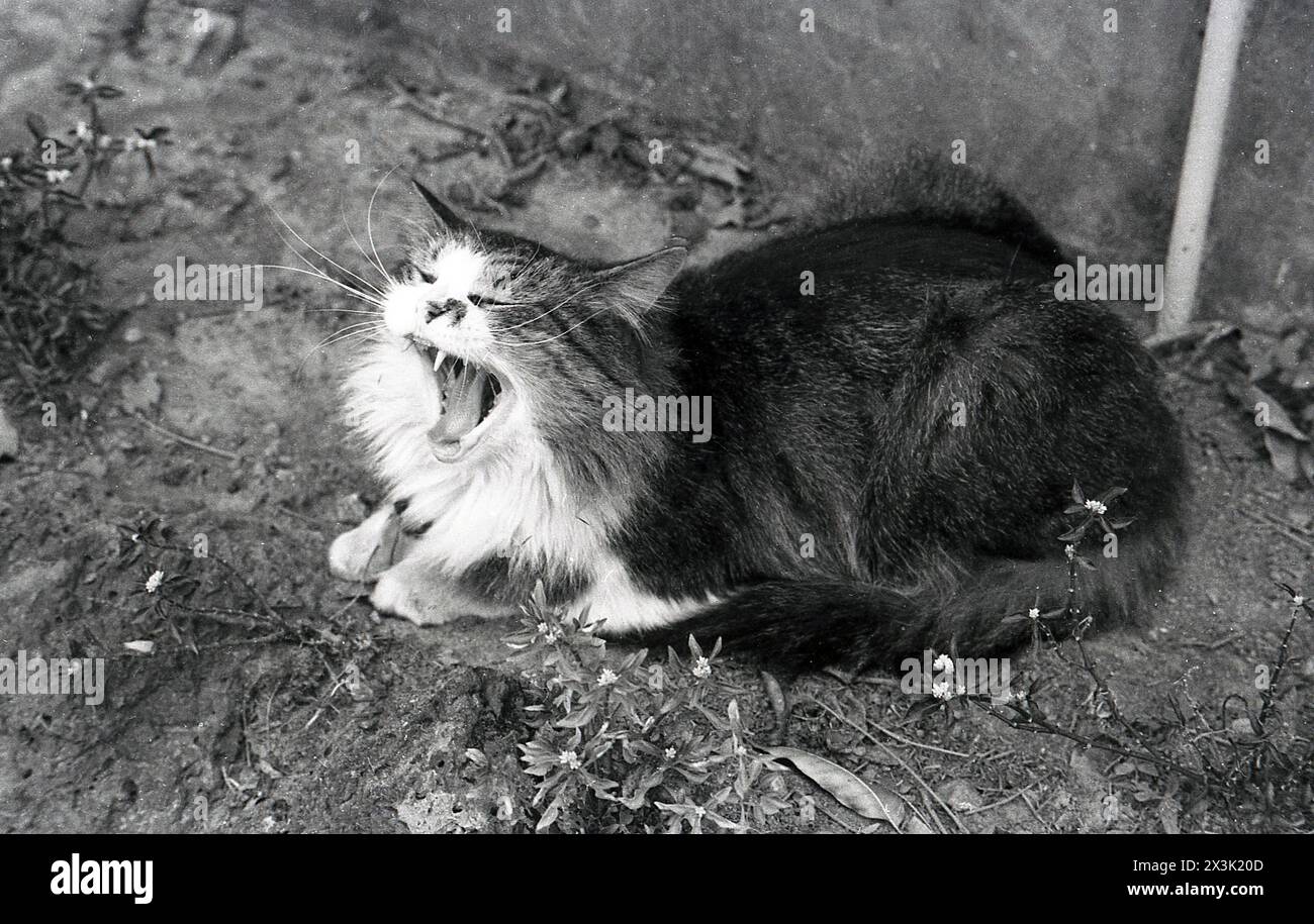 1960s, historique, chat domestique couché sur le sol montrant ses dents. Banque D'Images