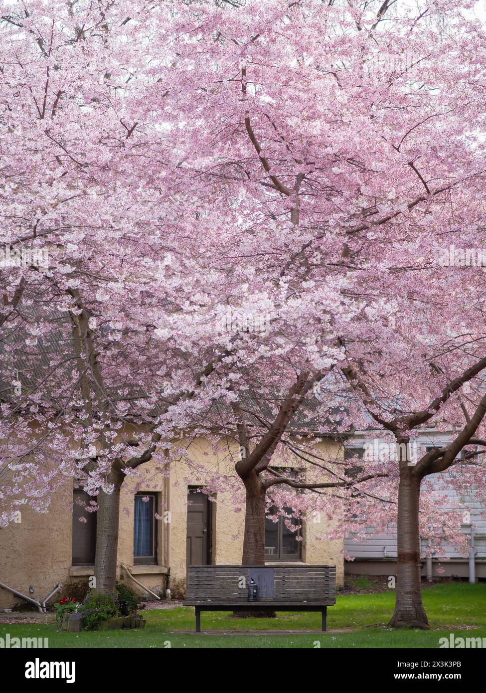 Printemps avec la fleur de cerisier à l'Université d'Otago, Dunedin Nouvelle-zélande Banque D'Images