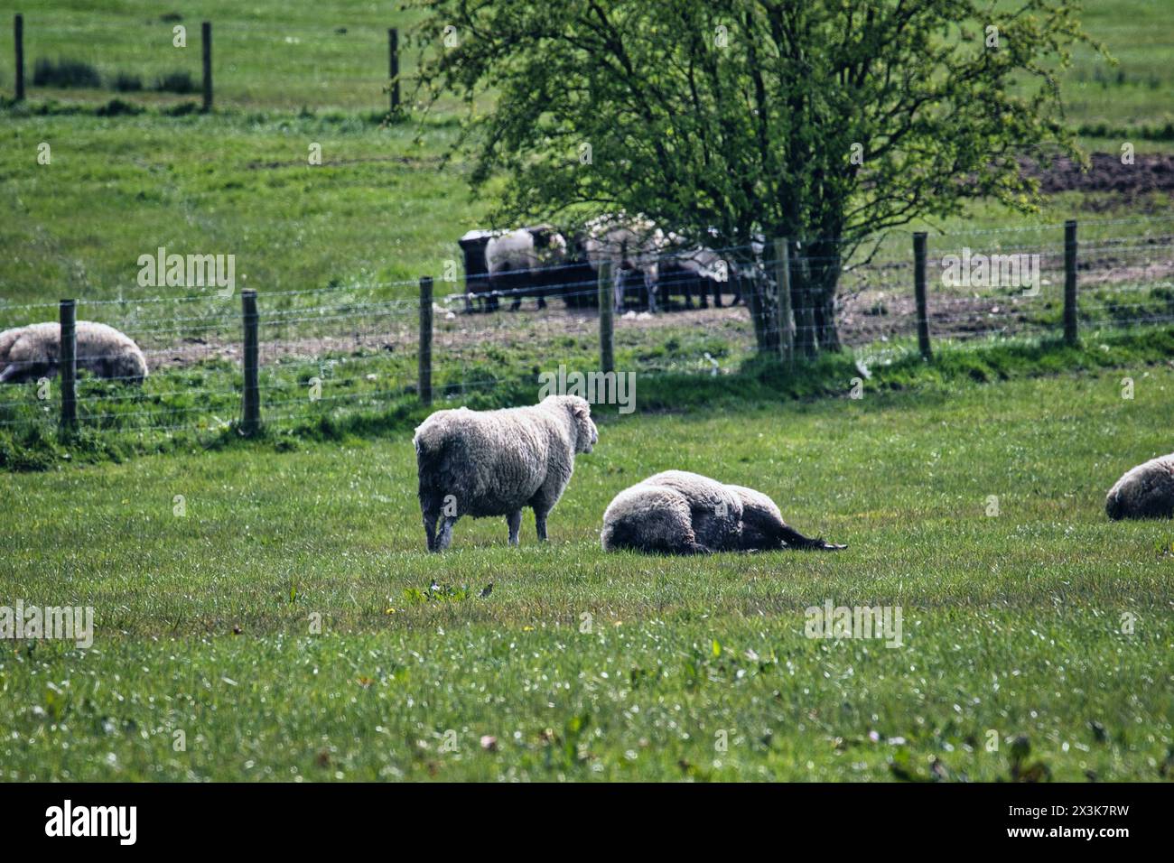 Moutons qui paissent paisiblement dans un pâturage vert luxuriant avec une clôture et des arbres en arrière-plan. Banque D'Images