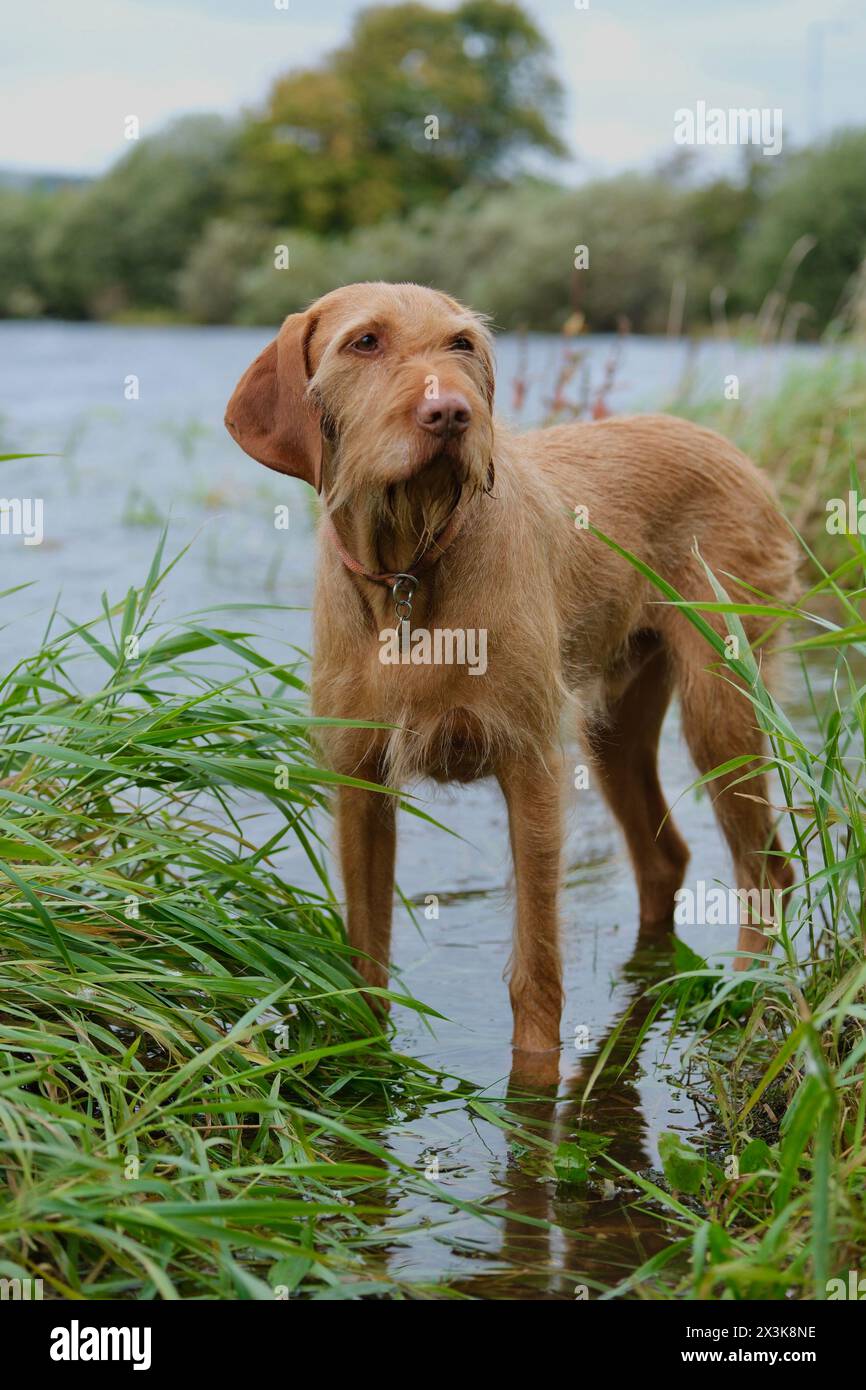 Embrasser la tranquillité de la nature. Vizsla hongrois à poil dur profitant de la promenade au bord du lac entouré de longues herbes. Banque D'Images