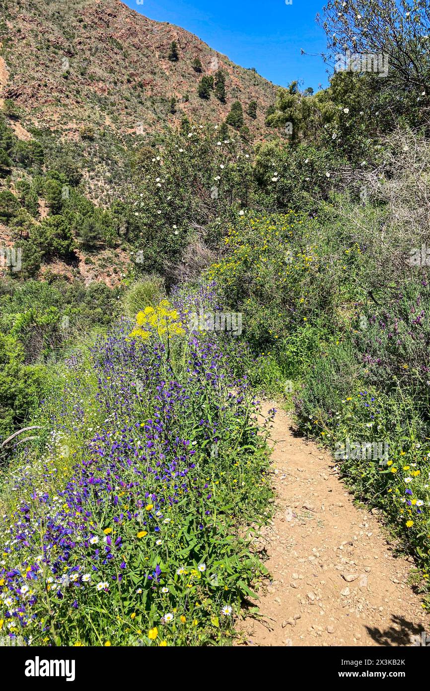 Sentier de randonnée aux cascades sur la rivière Caballos, parc national de la Sierra de la Nieves à Tolox, Malaga, Espagne Banque D'Images