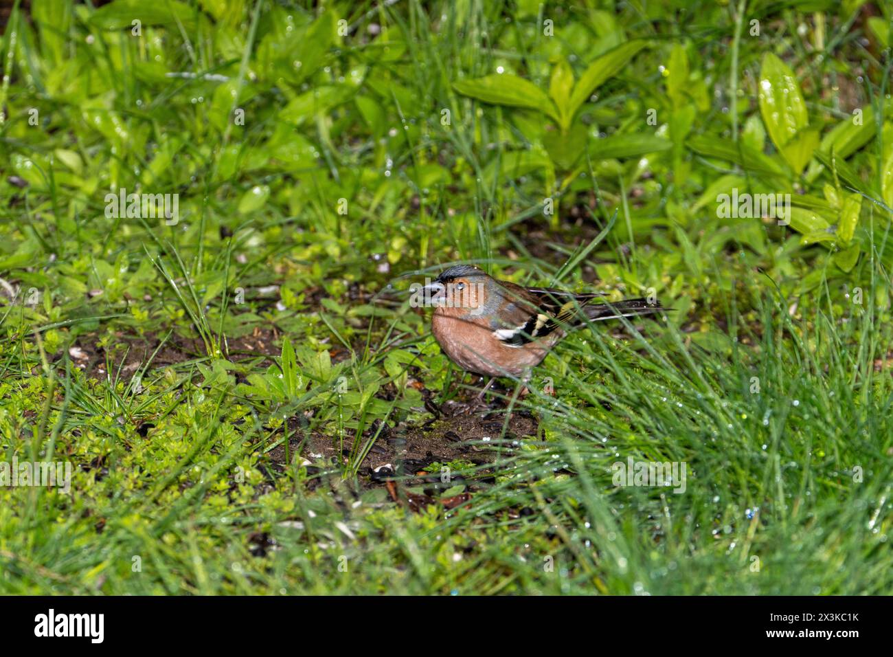 Fringilla coelebs famille Fringillidae Genre Fringilla chinchard commun mangeant des graines de sonflower dans une herbe, photo d'oiseau de la nature sauvage, photographie, wallpa Banque D'Images