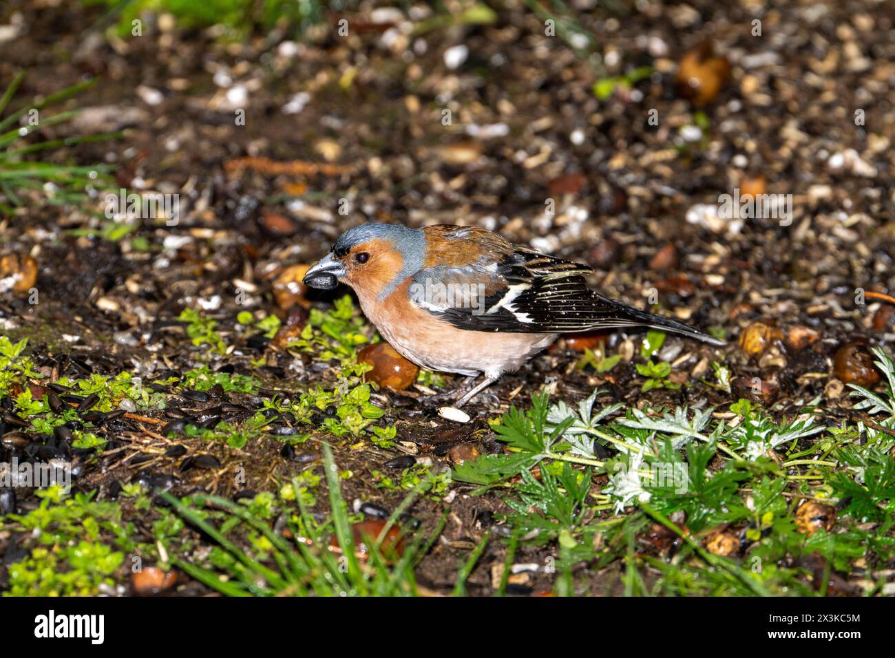 Fringilla coelebs famille Fringillidae Genre Fringilla chinchard commun mangeant des graines de sonflower dans une herbe, photo d'oiseau de la nature sauvage, photographie, wallpa Banque D'Images