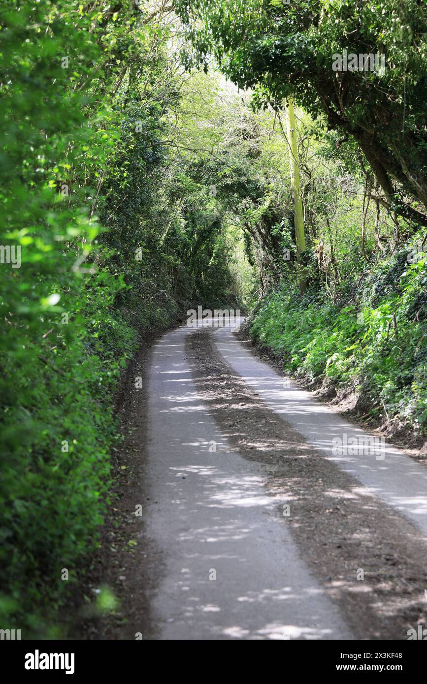 Générique Country Lane, Near Brook, Wye, Ashford, Kent, ROYAUME-UNI Banque D'Images