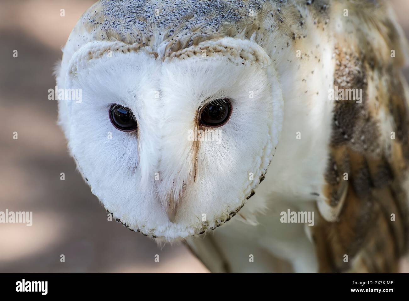 Majestueux hibou à tête blanche : pose captivante pour l'appareil photo Banque D'Images