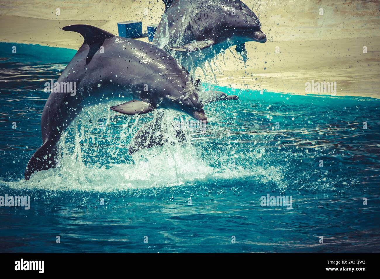 Un dauphin ludique saute de la piscine dans un spectacle époustouflant d'acrobaties marines Banque D'Images