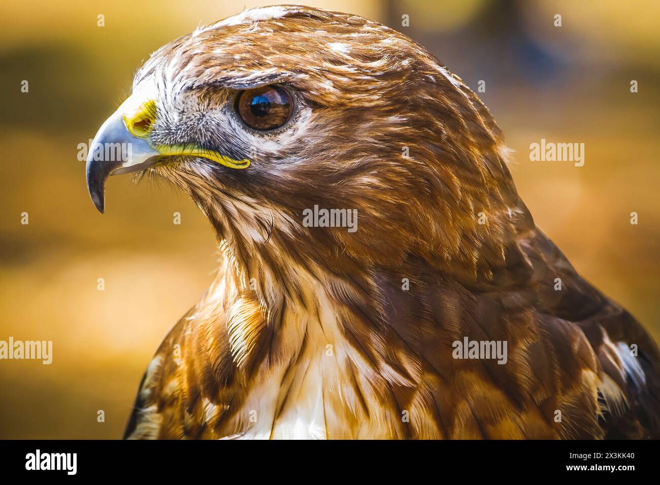 Golden Majesty : superbes images de l'aigle diurne avec plumage magnifique et bec jaune Banque D'Images