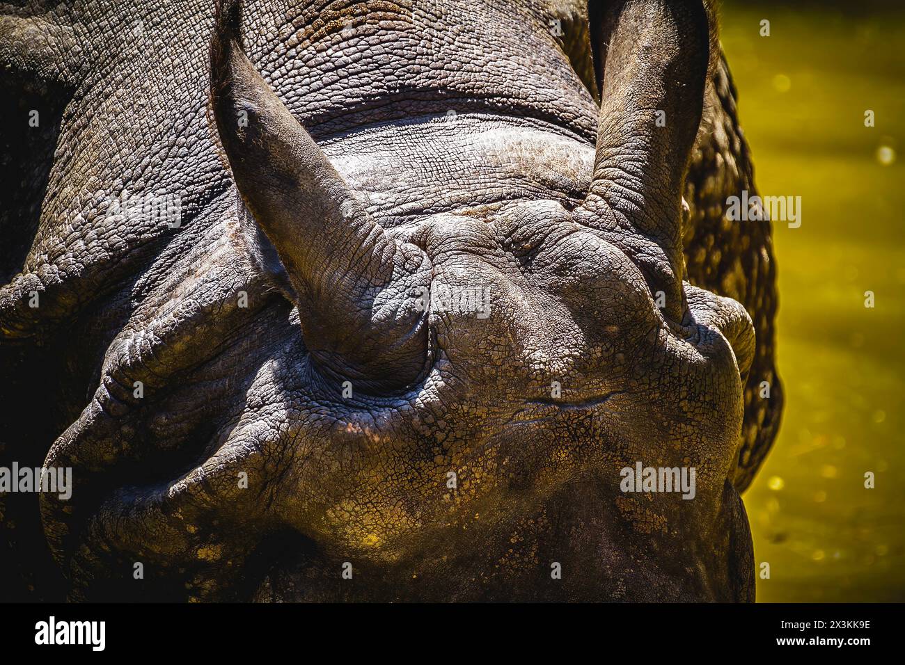 Rencontre périlleuse : Rhino indien majestueux avec corne massive et peau blindée Banque D'Images