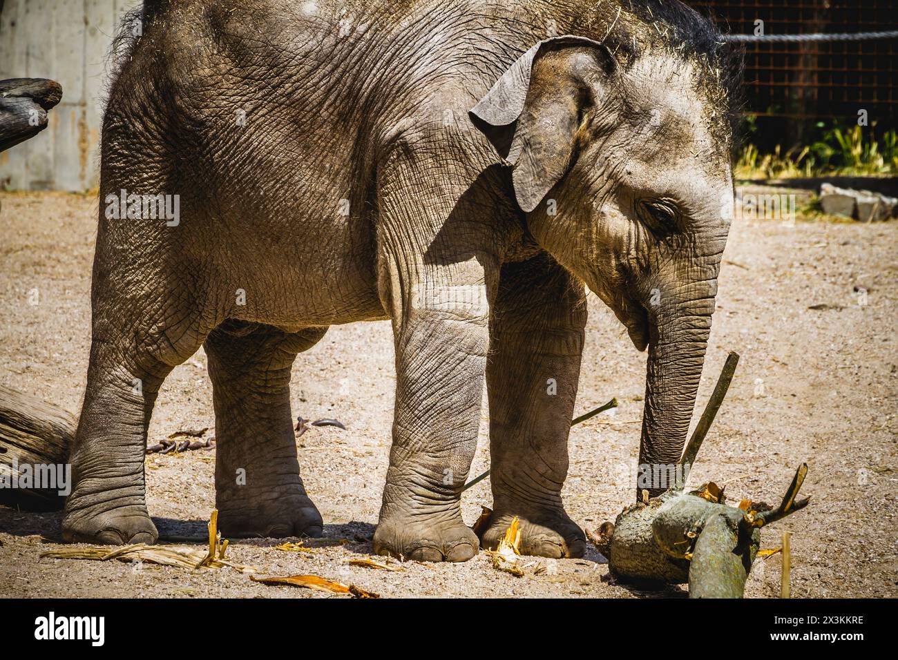 Adorable bébé éléphant s'amuser avec bois Log : moment sauvage mignon et ludique capturé dans des images époustouflantes Banque D'Images