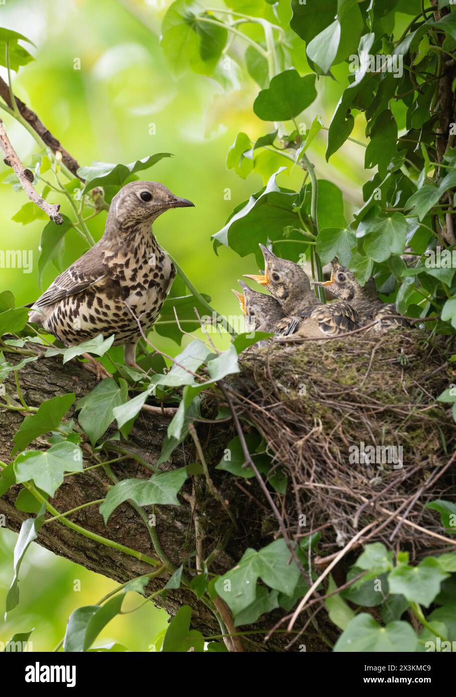 Muguet adulte, Turdus viscivorus, perché au nid avec des poussins, Queen's Park, Londres, Royaume-Uni Banque D'Images