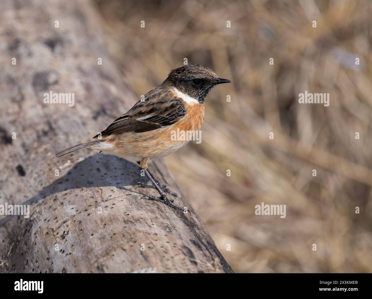 Mâle Stonechat, Saxicola rubicola, plumage hivernal, perché sur bois flotté, côte ouest de Kirby, péninsule de Wirral, Royaume-Uni Banque D'Images