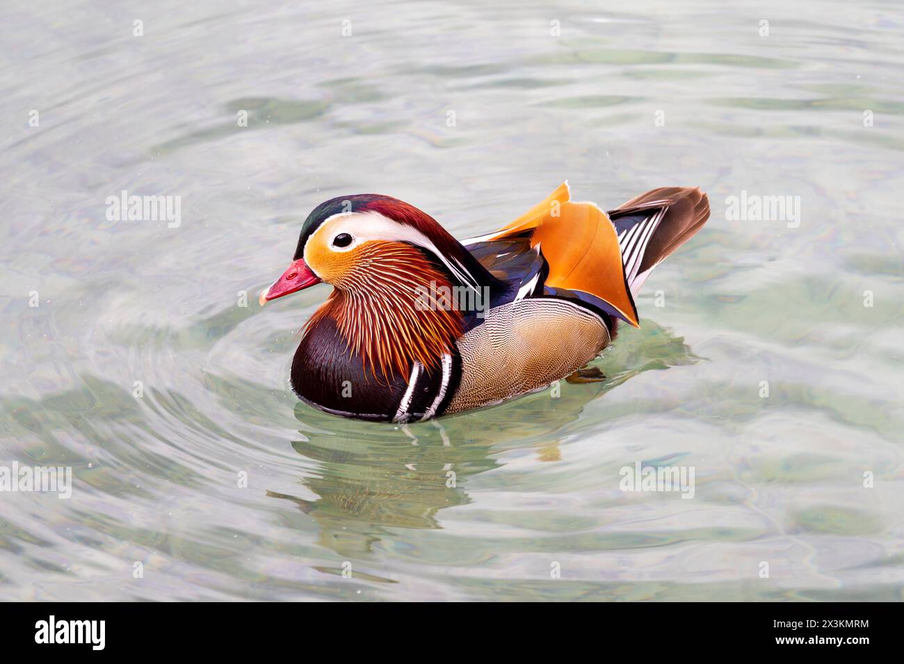 Canard mandarin mâle (Aix galericulata) nageant dans un lac Banque D'Images