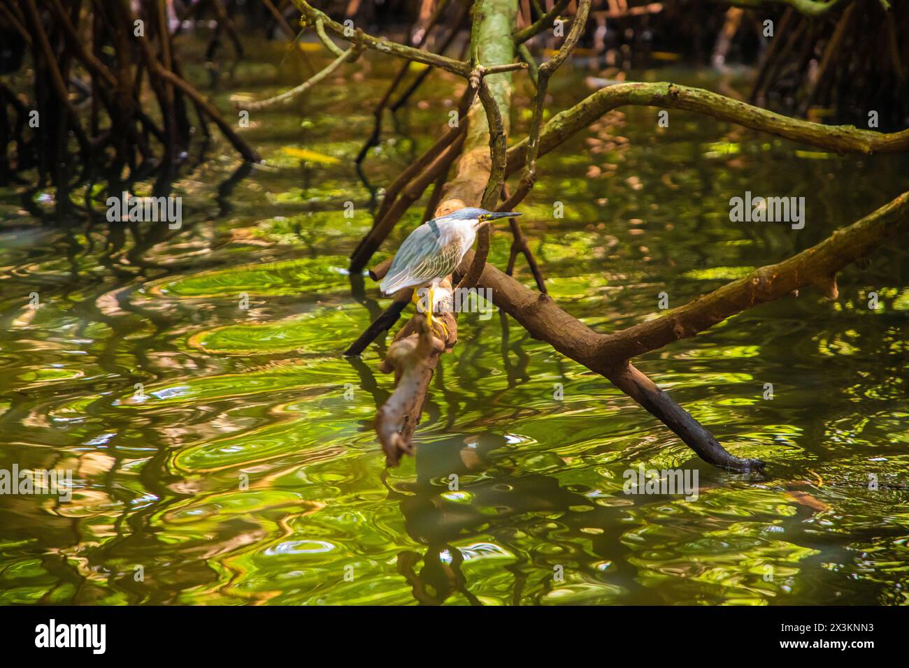 Les hérons de nuit verte en milieu naturel mangent principalement de petits poissons, des crustacés, des grenouilles, des insectes aquatiques et des petits mammifères. Pendant le repos de jour dans les arbres o Banque D'Images