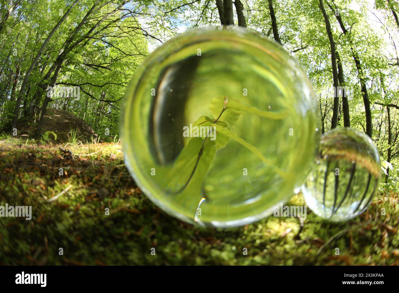 Belle plante poussant à l'extérieur, reflet renversé. Boules de cristal dans la forêt Banque D'Images