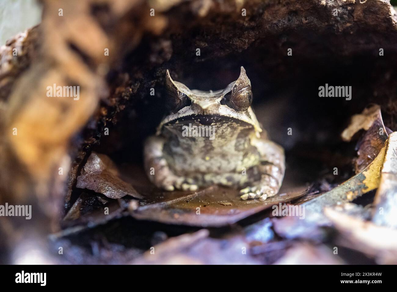 Grenouille à cornes à long nez dans un terrarium Banque D'Images