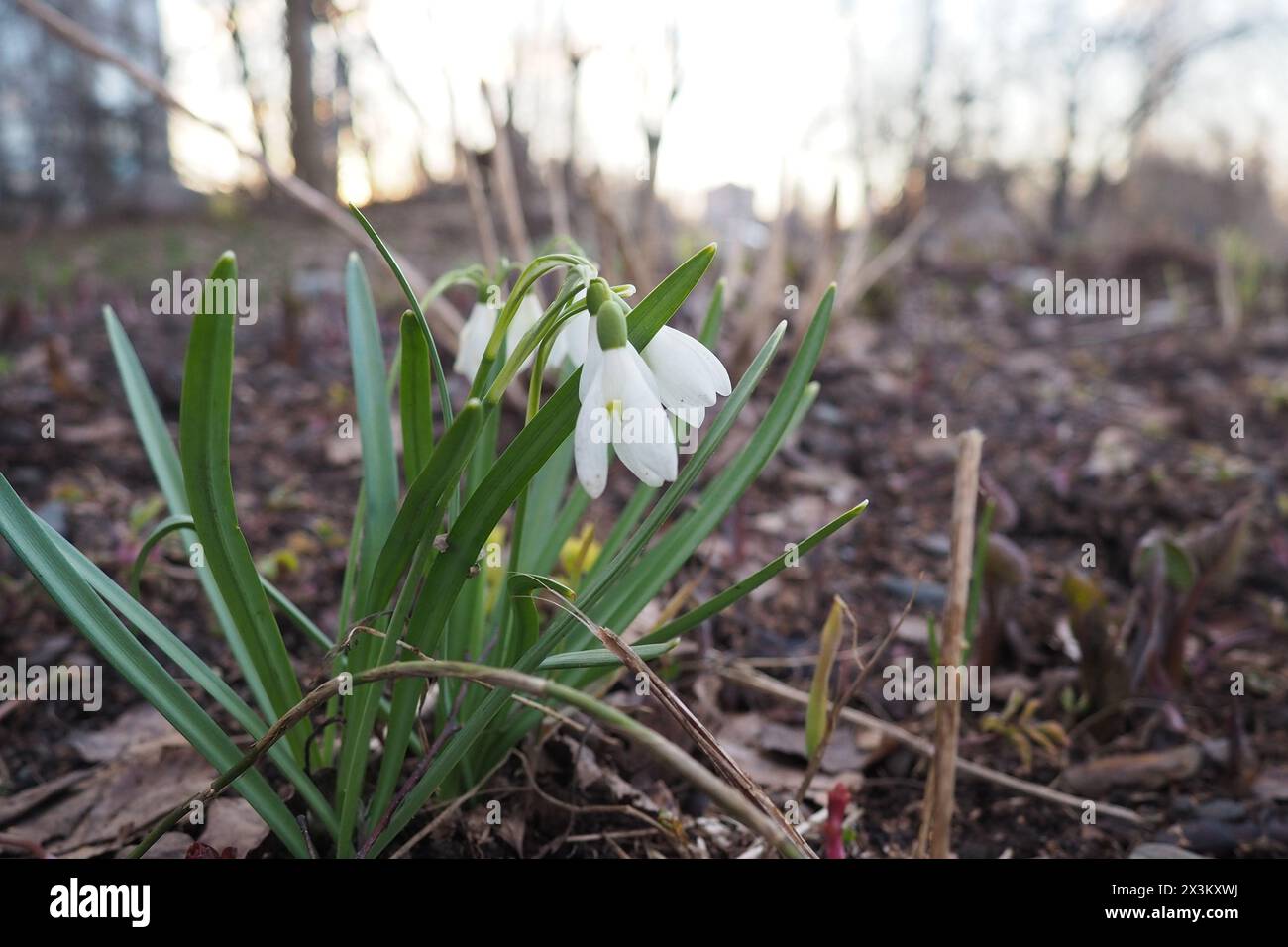 Galanthus, ou Snowdrop, est un petit genre de plantes herbacées vivaces bulbeuses de la famille des Amaryllidaceae. Les plantes ont deux feuilles linéaires et un Banque D'Images