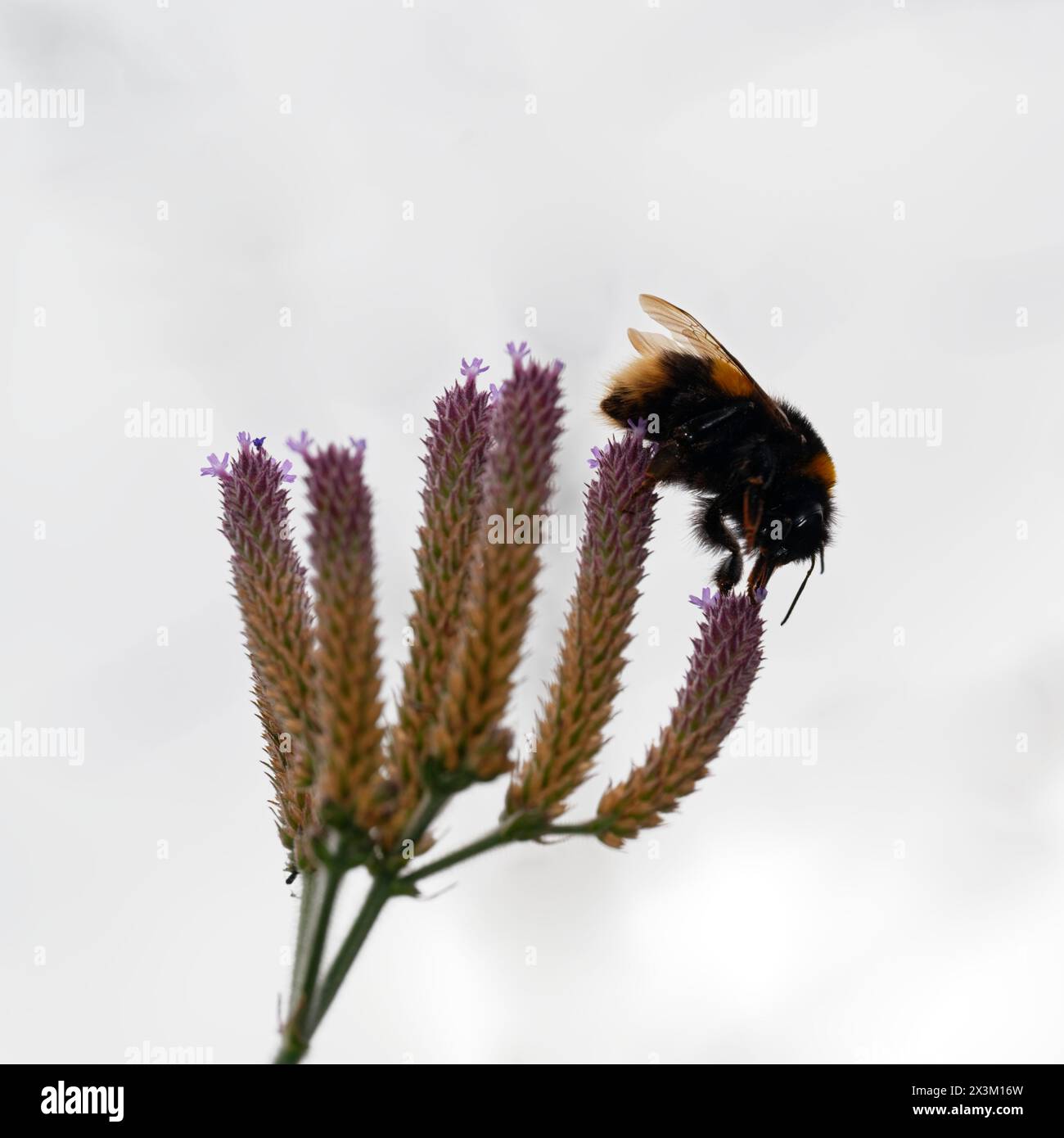 Un Bumble Bee à queue Buff (Bombus terrestris) se nourrit de fleurs violettes. Banque D'Images
