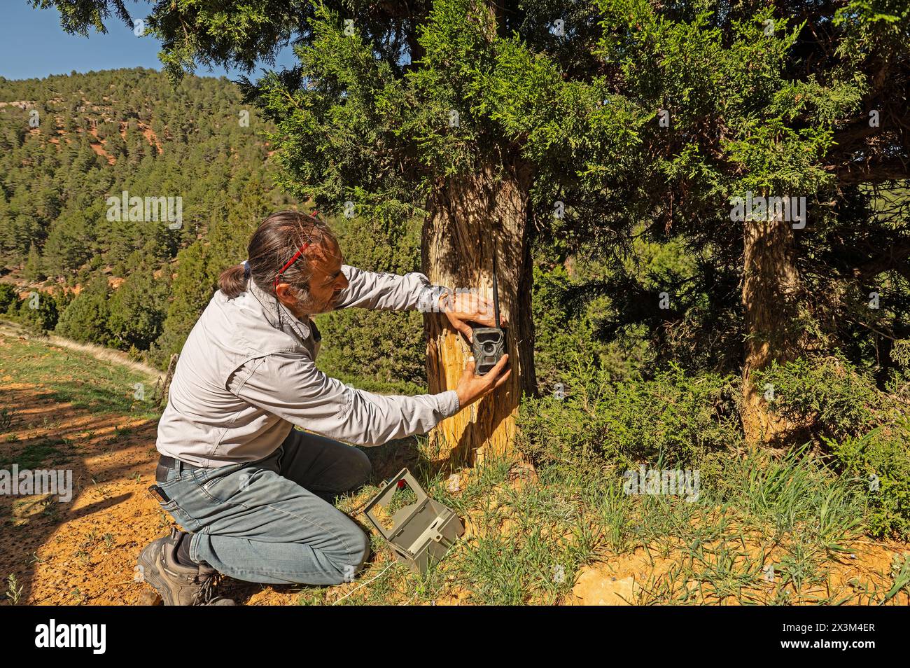 Un homme qui a placé un piège photo dans un arbre pour filmer des animaux sauvages. Banque D'Images
