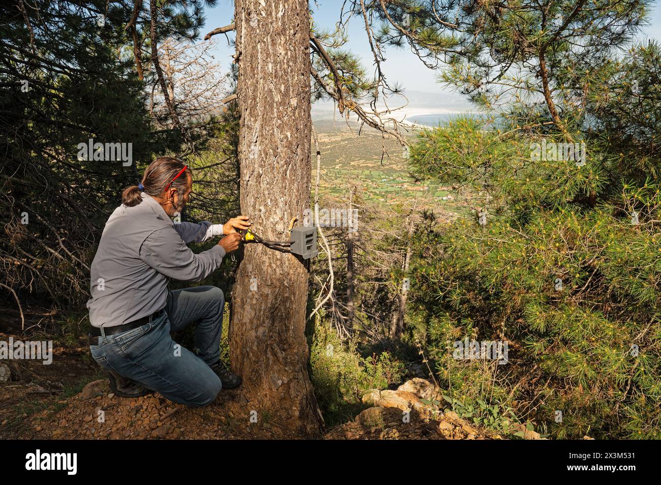 Un homme qui a placé un piège photo dans un arbre pour filmer des animaux sauvages. Banque D'Images
