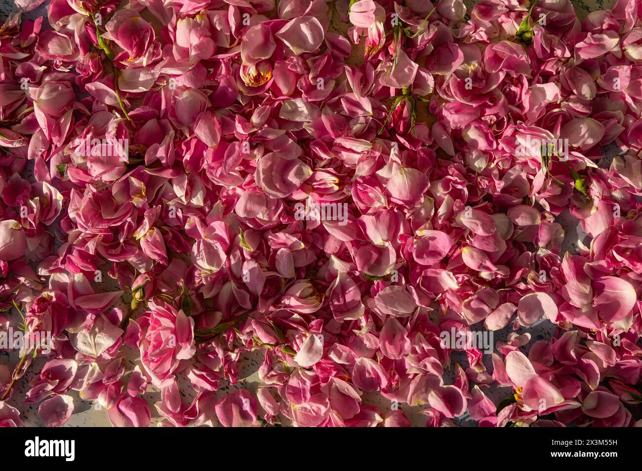 Roses roses récoltées pour l'extraction de l'eau et de l'huile. Isparta, Turquie. Banque D'Images