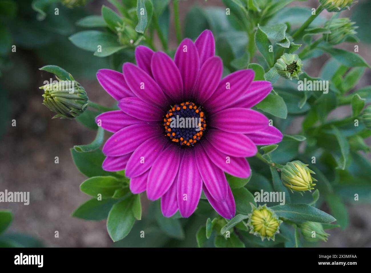 Vue de dessus d'une Marguerite africaine violette Banque D'Images