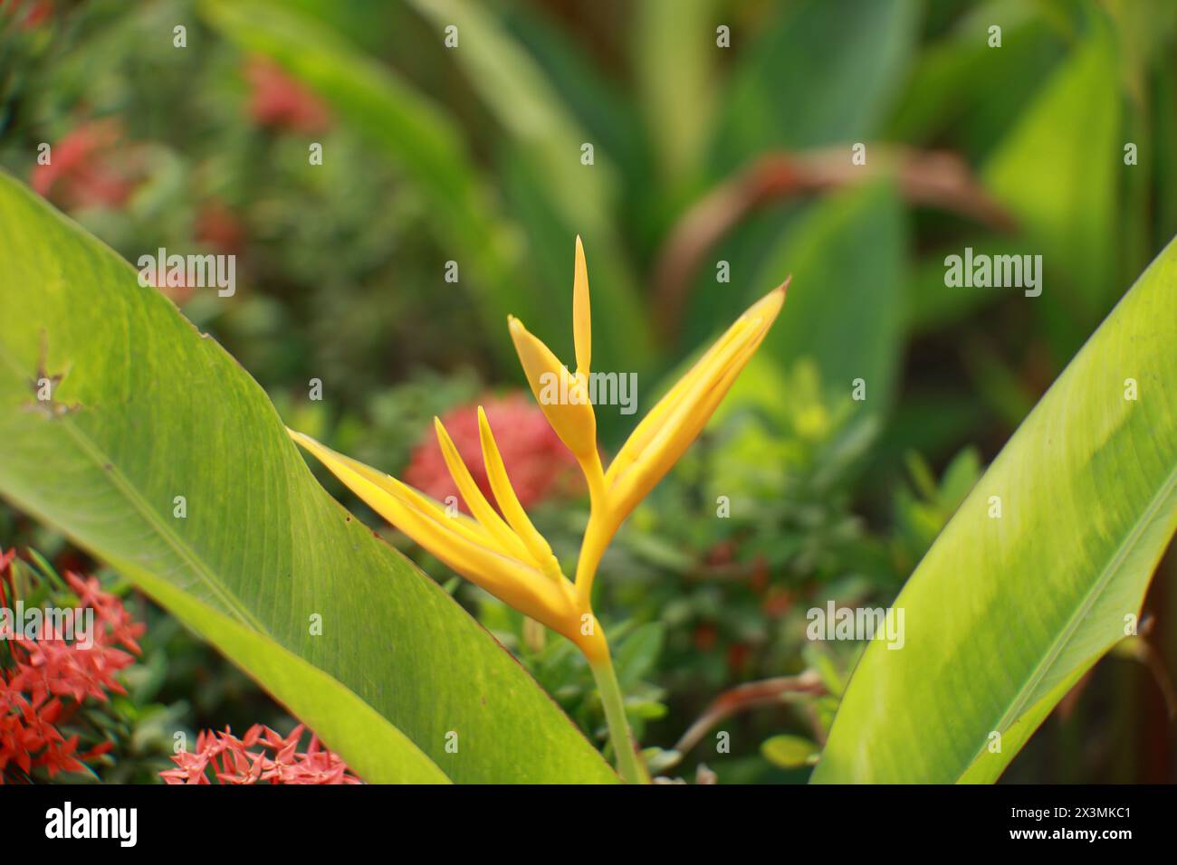 orange, lumineux, feu, vert, tropiques, Heliconia psittacorum x spathocircinata Banque D'Images