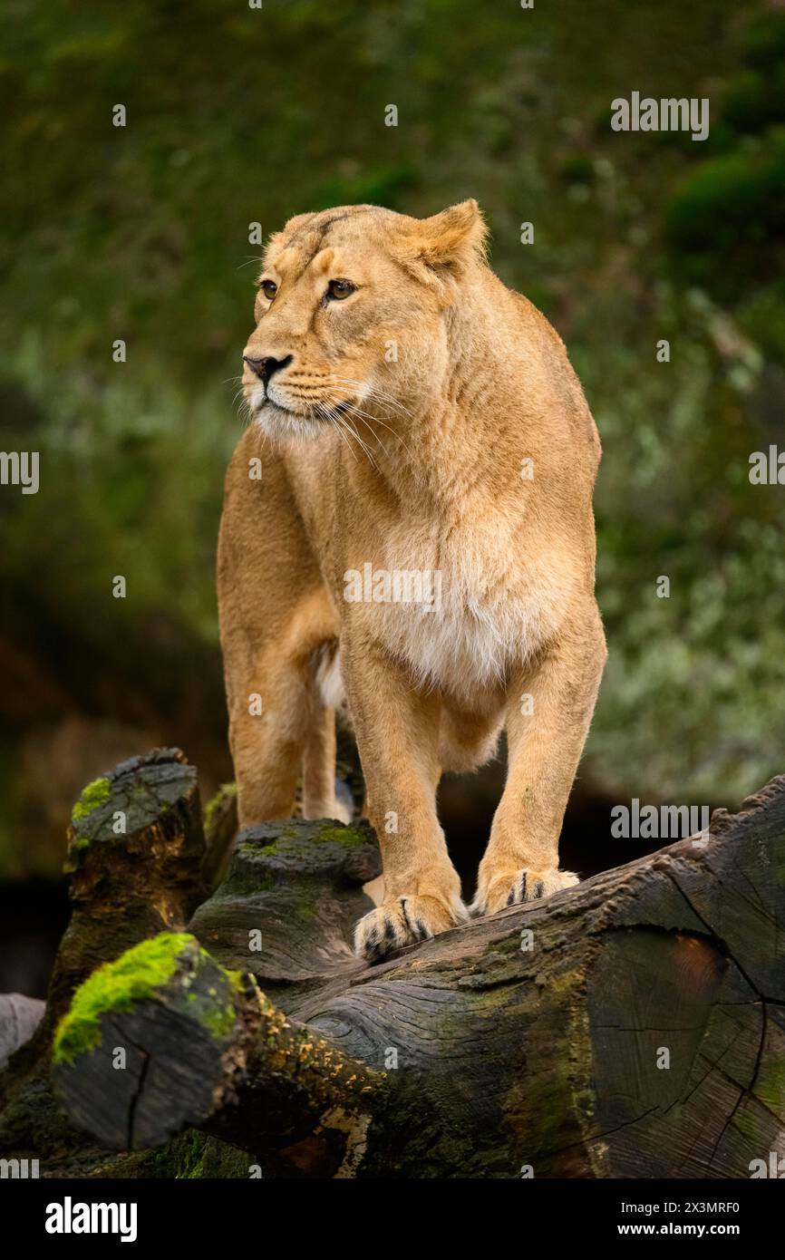 Lion asiatique (Panthera leo persica) lionne, captive, habitat en Inde Banque D'Images
