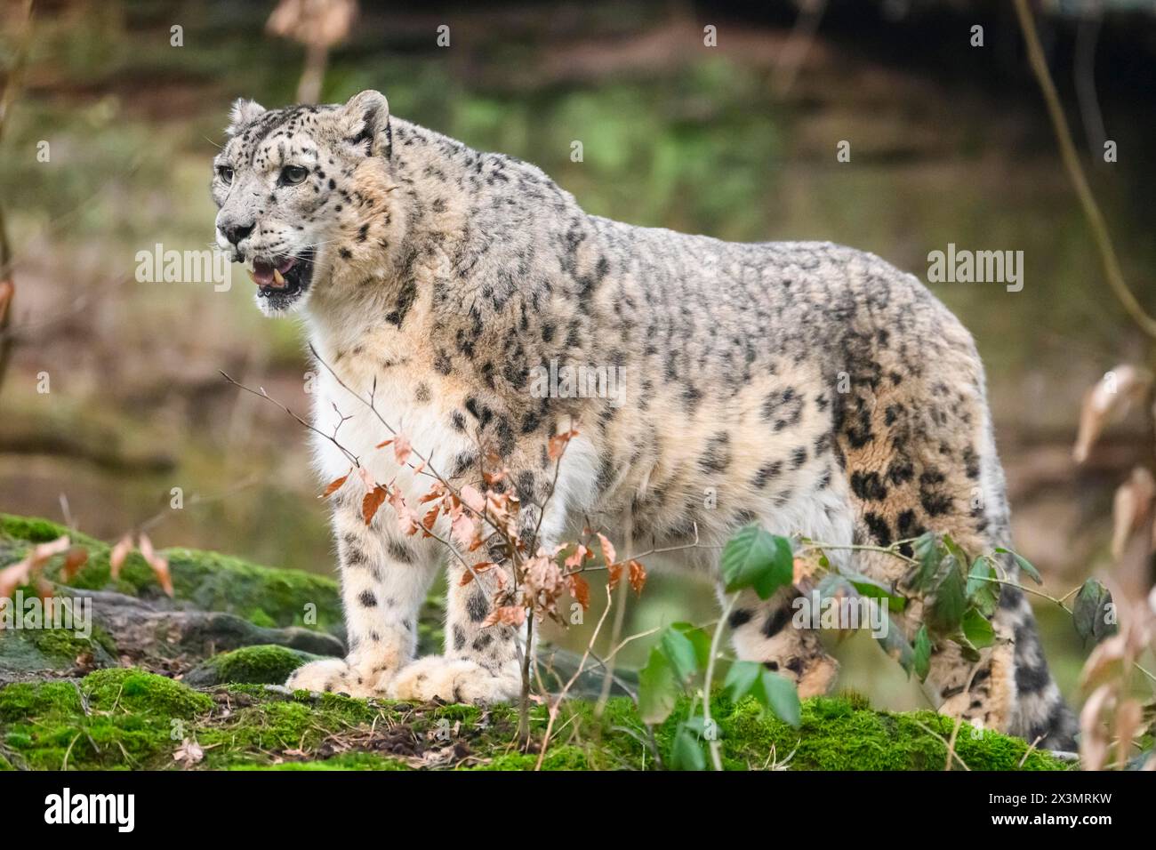 Léopard des neiges (Panthera uncia) se faufilant dans la forêt, captif, habitat en Asie Banque D'Images