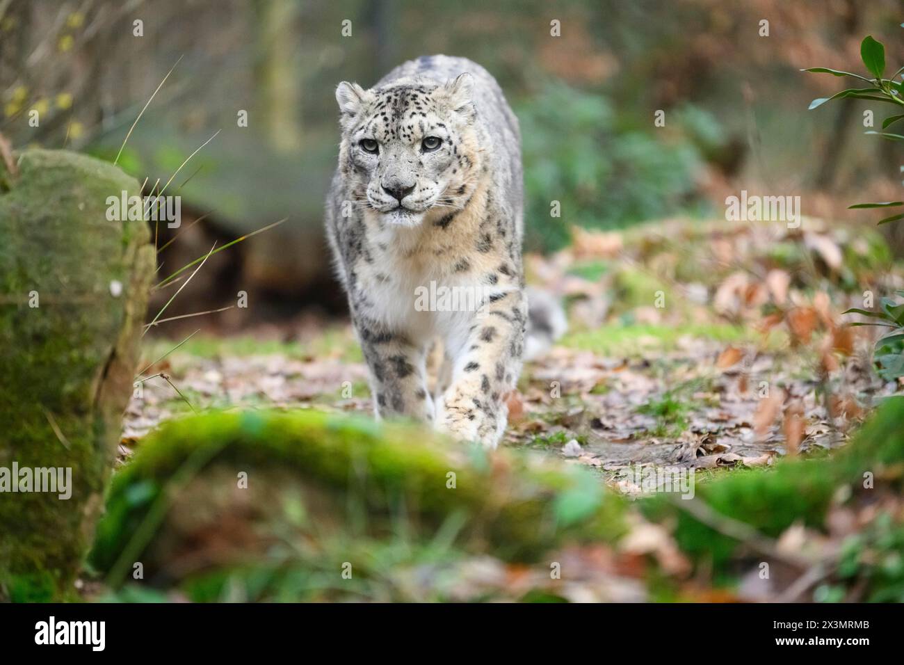 Léopard des neiges (Panthera uncia) se faufilant dans la forêt, captif, habitat en Asie Banque D'Images