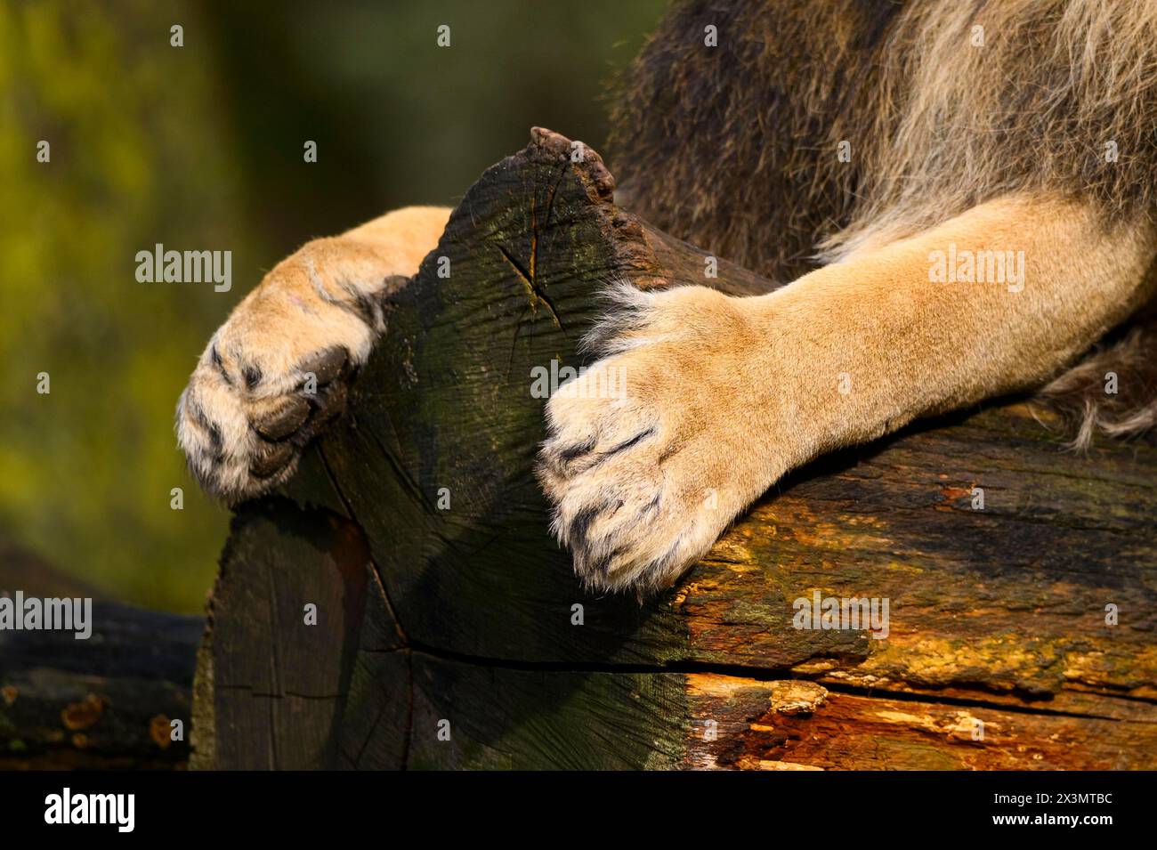 Pattes d'un lion asiatique (Panthera leo persica) mâle, captif, habitat en Inde Banque D'Images