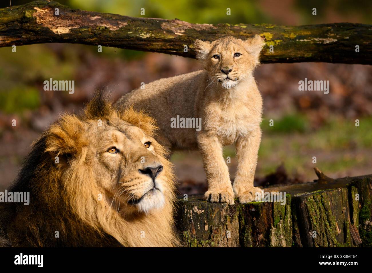 Lion asiatique (Panthera leo persica) mâle avec son petit, captif, habitat en Inde Banque D'Images