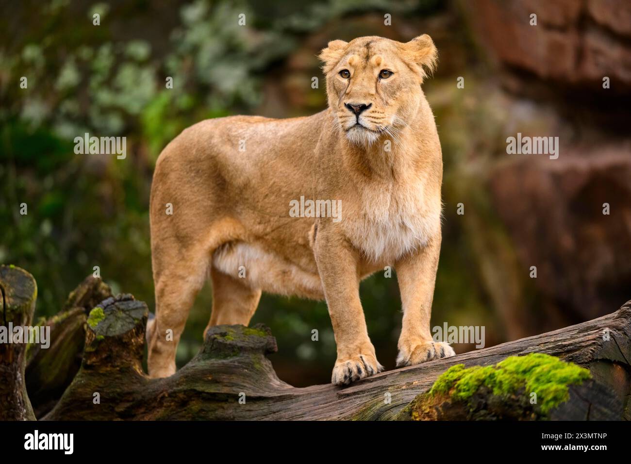 Lion asiatique (Panthera leo persica) lionne, captive, habitat en Inde Banque D'Images