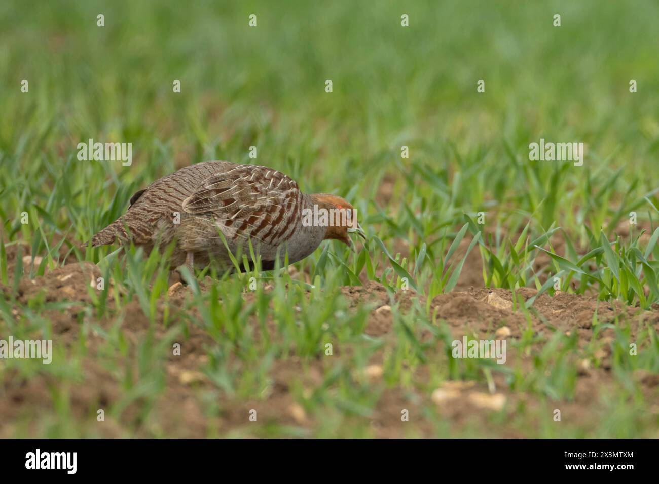 Perdrix grise ou anglaise (Perdix perdix) pour oiseaux adultes se nourrissant dans un champ de céréales de terres agricoles, Angleterre, Royaume-Uni Banque D'Images