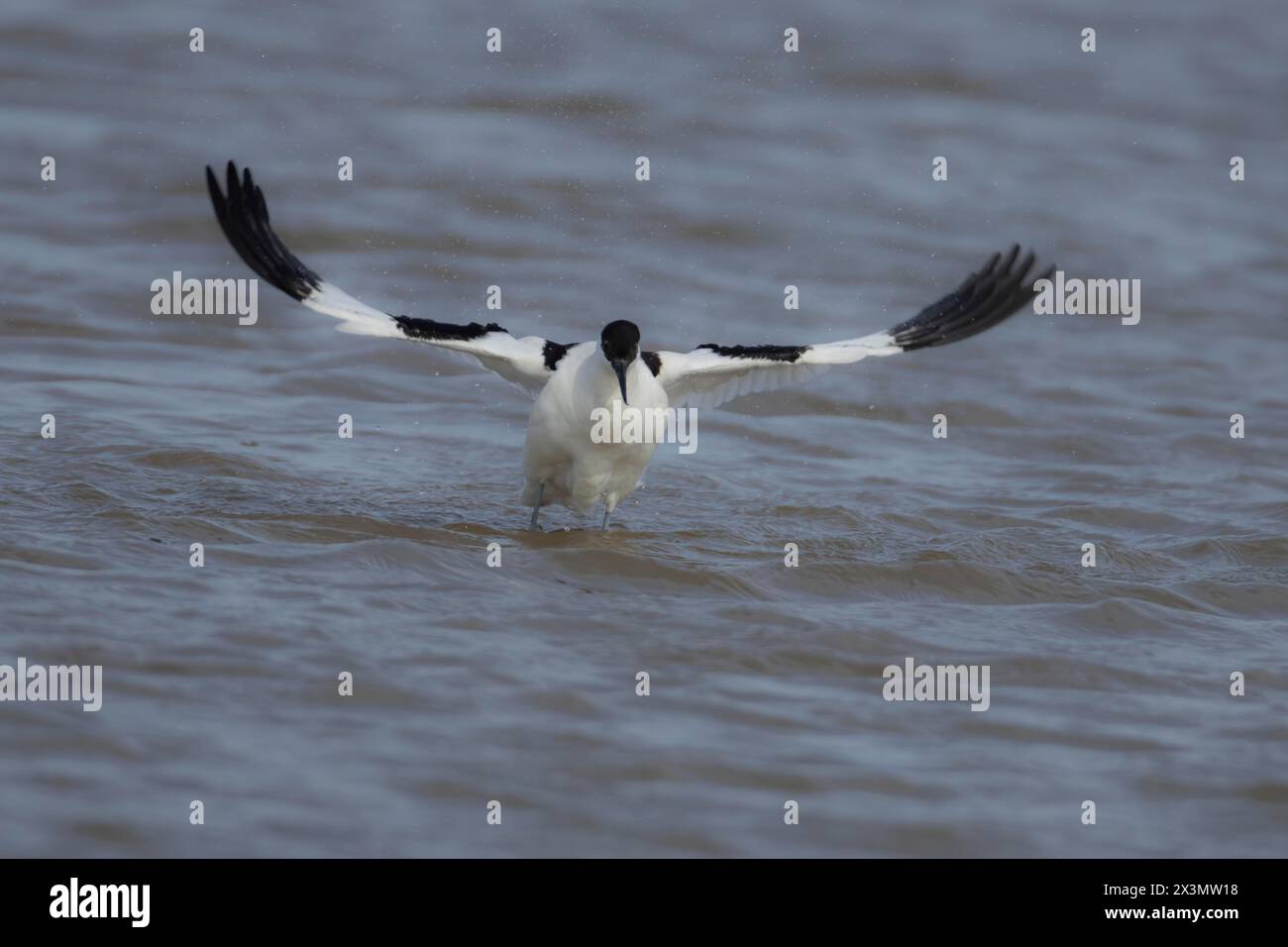 Oiseau adulte pied avocet (Recurvirostra avosetta) battant ses ailes dans un lagon, Angleterre, Royaume-Uni Banque D'Images
