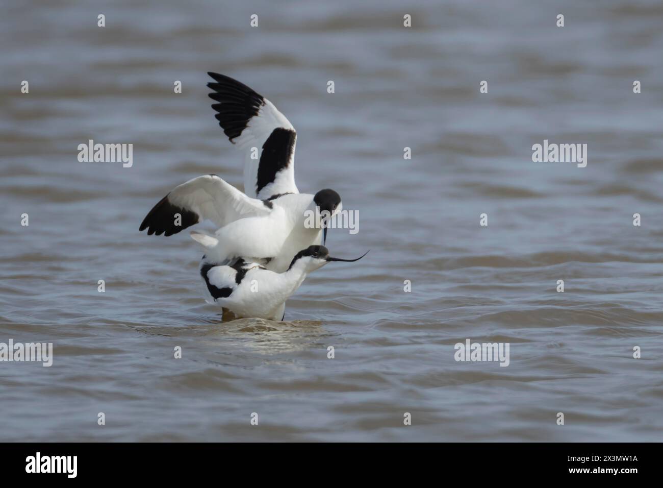 Pied avocet (Recurvirostra avosetta) deux oiseaux adultes s'accouplent dans une lagune, Angleterre, Royaume-Uni Banque D'Images