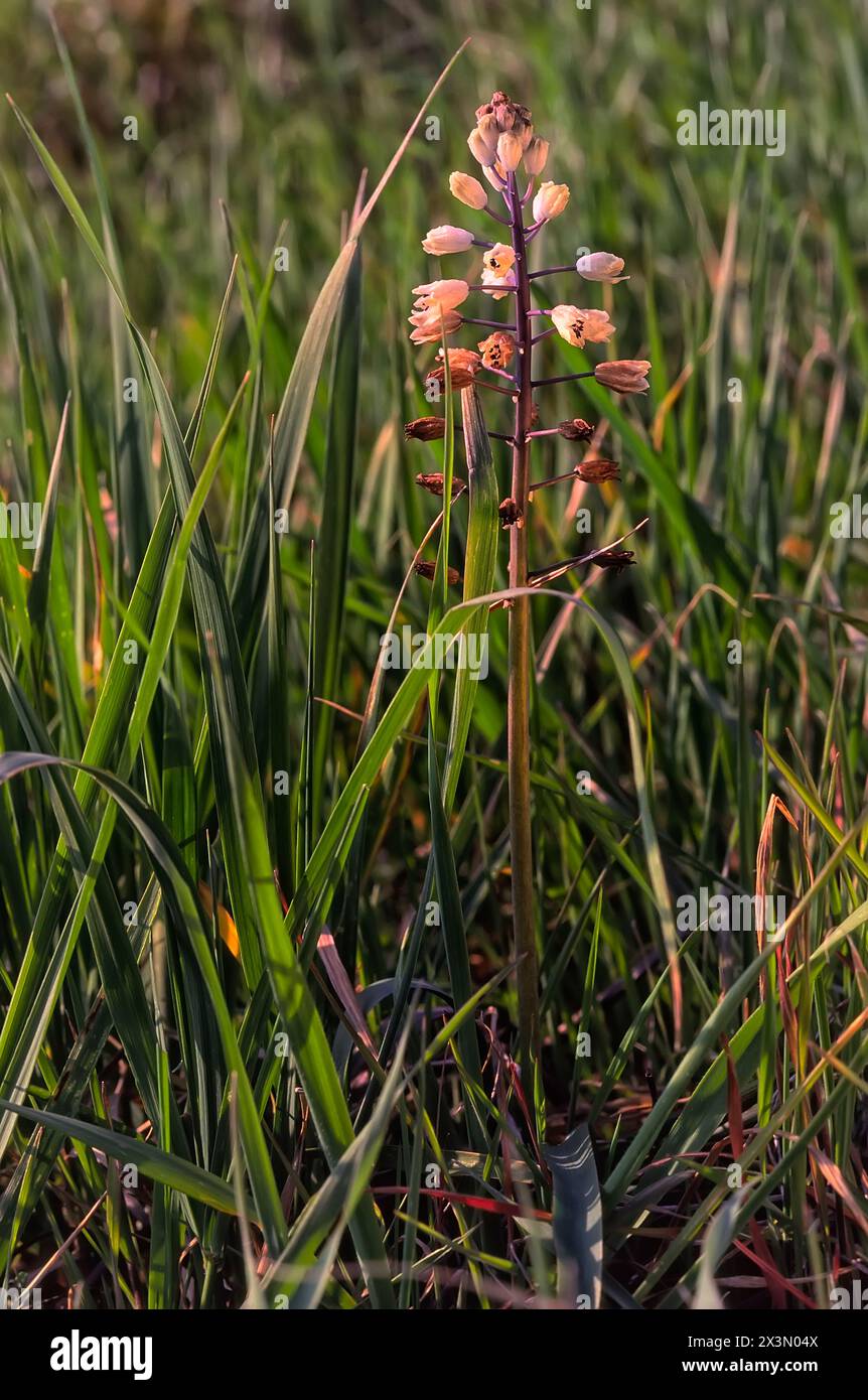 Jacinthe romaine (Bellevalia romana), Asparagacées. Bulbeuse herbacée vivace, plante sauvage. fleur blanche. Banque D'Images