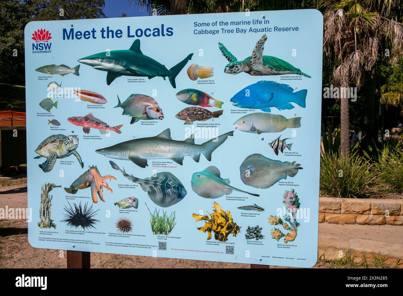Réserve aquatique de Cabbage Tree Bay à Manly Sydney, un panneau gouvernemental identifie et nomme les différentes espèces marines qui se trouvent dans la réserve Banque D'Images