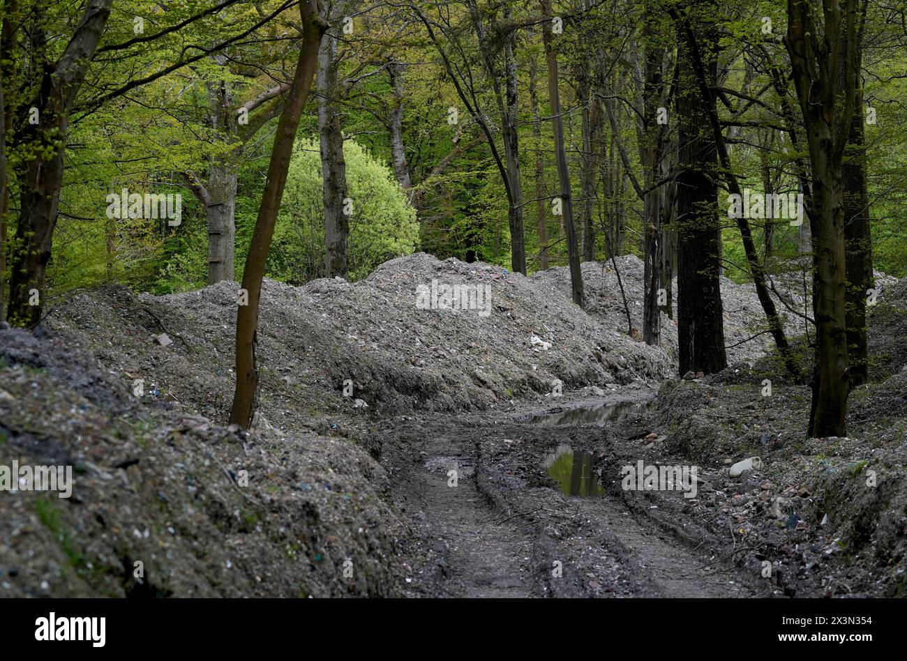 Une vue de milliers de tonnes de déchets illégaux déversés dans Hoad's Wood à Ashford, Kent. L'ancienne forêt est désignée site d'intérêt scientifique spécial (SSSI) en raison de sa vaste gamme d'oiseaux, d'insectes et d'arbres et a été décrite comme une «catastrophe environnementale». Les militants ont déclaré que la forêt de bluebell s'est transformée en une « friche désolée » enfouie sous les déchets de décharge, qui dans certaines zones est de 25 pieds de profondeur, malgré le signalement continu de déversements de mouches aux autorités. Date de la photo : dimanche 28 avril 2024. Banque D'Images