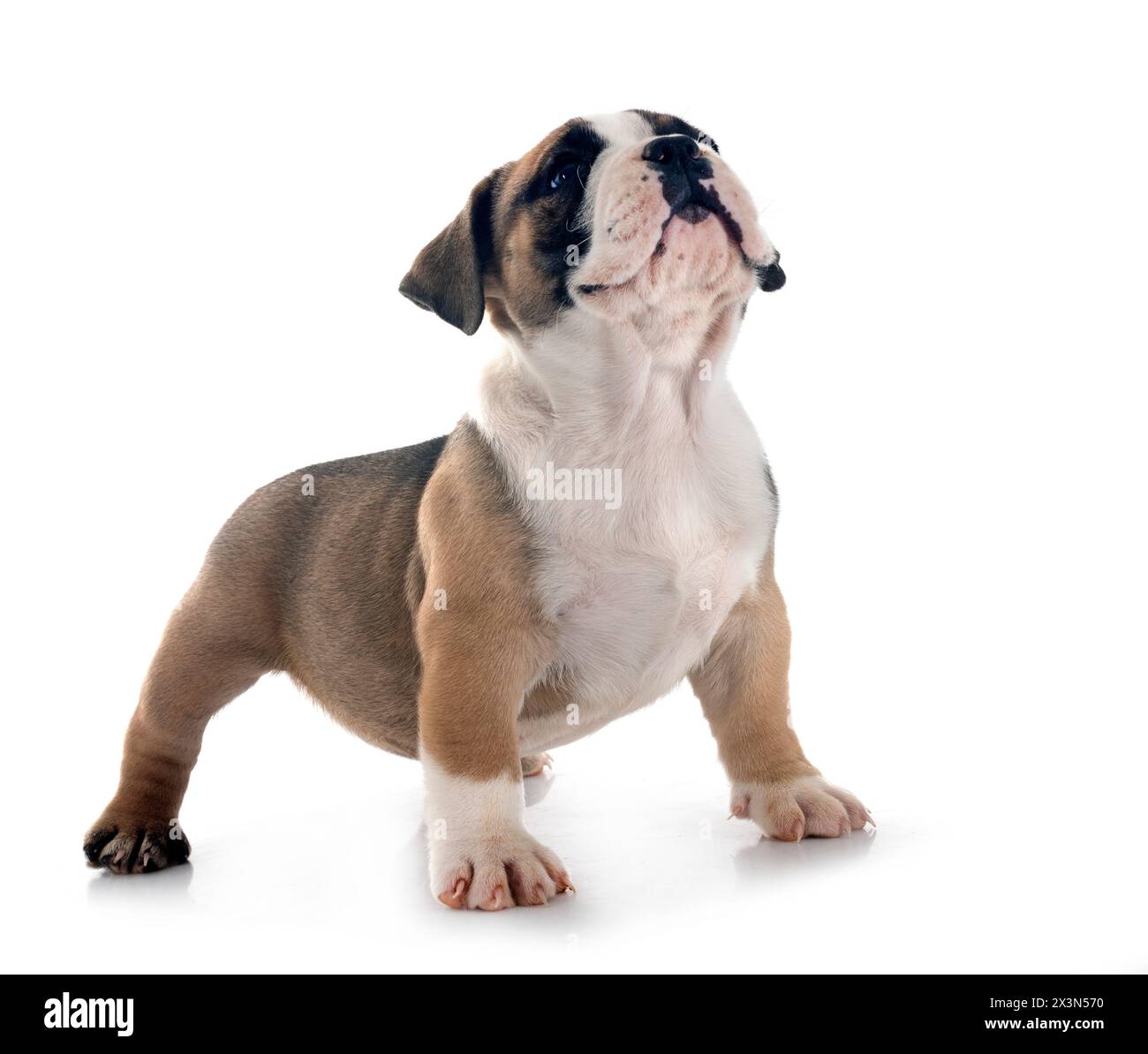 Chiot american bully in front of white background Banque D'Images