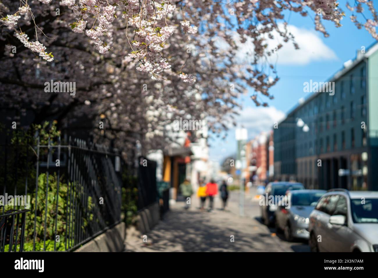 L'emblématique cerisier japonais de Prästgatan 13 fleurit dans le centre-ville de Norrköping au printemps 2024 Banque D'Images