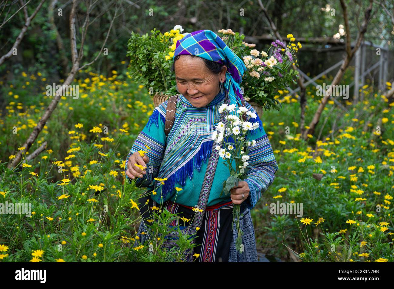 Femme hmong de fleurs cueillant des fleurs dans le parc du palais des rois Hmong (Vau Meo) à bac Ha, province de Lao Cai, Vietnam Banque D'Images