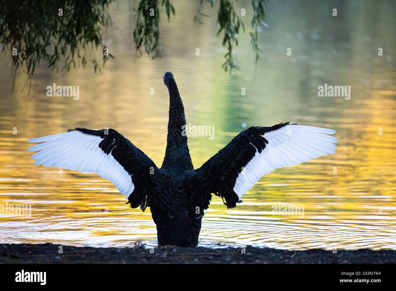 Un cygne noir éclaboussant avec les ailes grandes ouvertes. Couleur des feuilles d'automne reflétée dans l'eau. WESTERN Springs Park. Auckland. Banque D'Images Un cygne noir éclaboussant avec les ailes grandes ouvertes. Couleur des feuilles d'automne reflétée dans l'eau. WESTERN Springs Park. Auckland. Banque D'Images