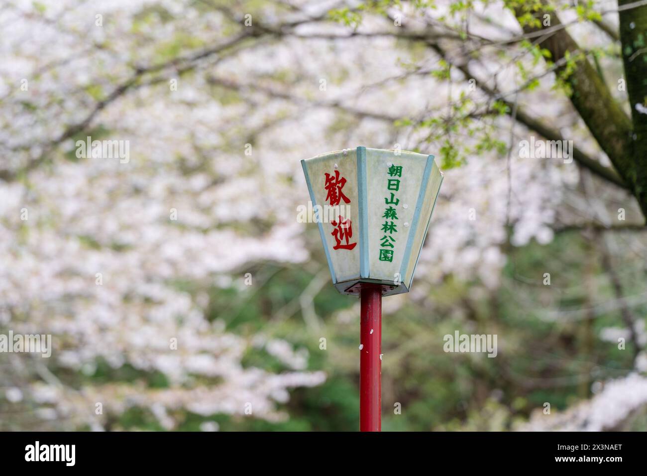 Lampadaire du parc Asahiyama Shinrin ( Mt. Parc forestier Asahi ). Cerisiers en fleurs en pleine floraison sur l'île de Shikoku. Mitoyo, Kagawa, Japon. Banque D'Images