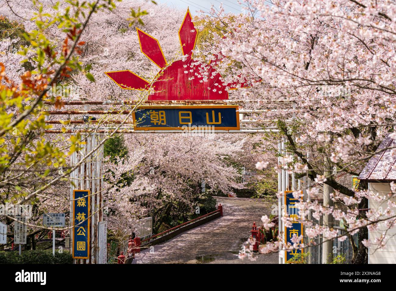 Mitoyo, Kagawa, Japon - 9 avril 2024 : porte du parc Asahiyama Shinrin (Mt. Parc forestier Asahi ). Cerisiers en fleurs en pleine floraison sur l'île de Shikoku. Banque D'Images