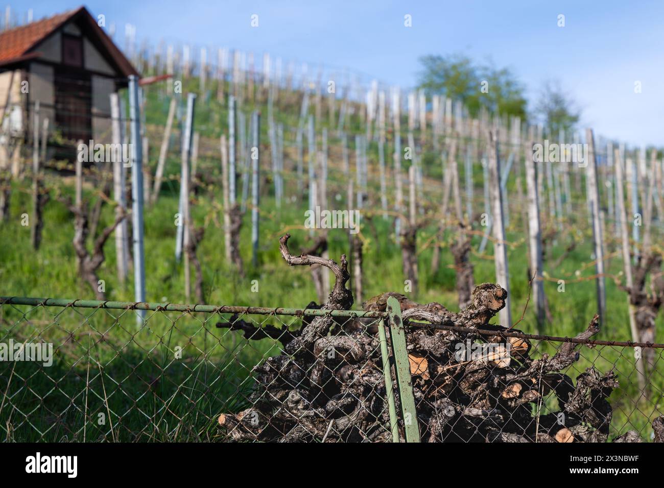 Vignoble au printemps ; de vieux troncs de vigne sont empilés au bord du champ. Banque D'Images