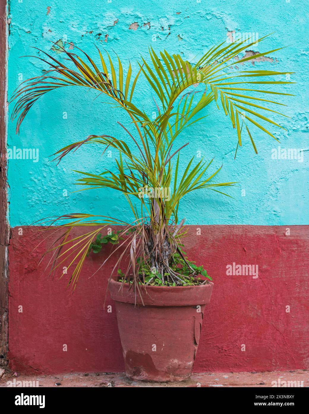 Les plantes en pot se détachaient de la façade de la maison de couleur pastel sur les trottoirs de la vieille ville, Trinidad, Cuba. Banque D'Images